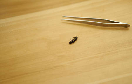 tweezers and coccoon worm butterfly on wooden table high angle view with copy space