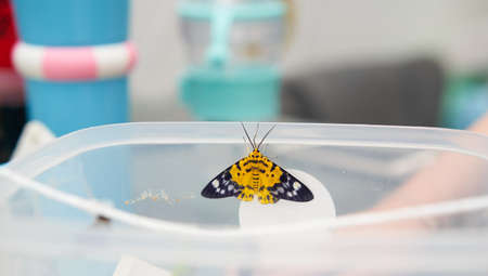 Yellow butterfly that is kept in the house, on the box, on the table.Â の写真素材