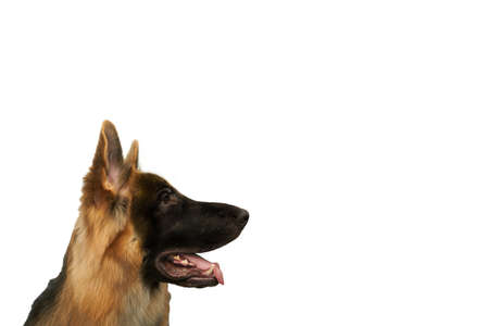Side view of a German Shepherd puppy sitting isolated on whitecopy spaceの写真素材