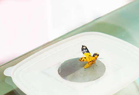 A yellow butterfly perched on a table in the house.