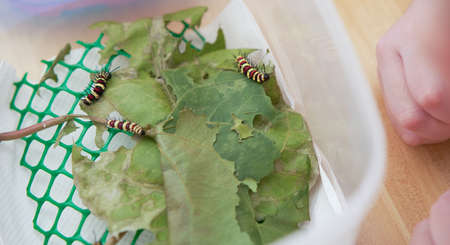 caterpillar on leaves eat food feed by kid in net box for pet in house home roomの写真素材