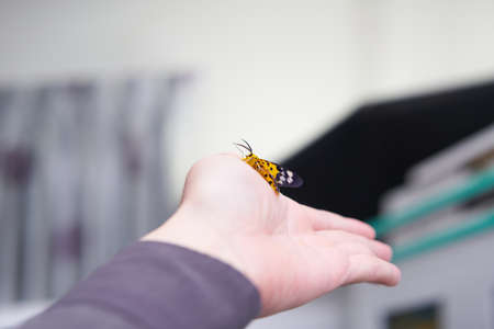 pet butterfly on hand finger in room
