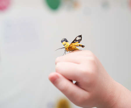 pet butterfly on hand finger in roomの写真素材
