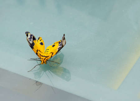 Yellow butterfly that is kept in the house on the table.の写真素材
