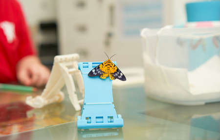 A yellow butterfly perched on a mobile phone holder on a table in the house.Â の写真素材