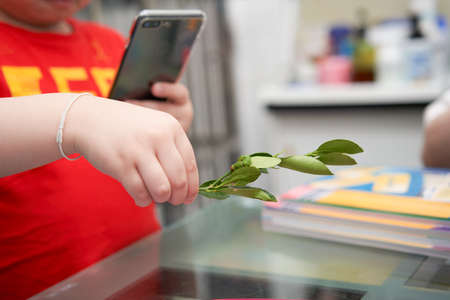 Feeding green tea leaf worms perched on a leaf held by a man's hand and use a mobile phone to take...