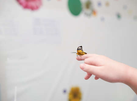 pet butterfly on hand finger in roomの写真素材