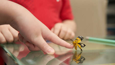 The butterfly was about to cling to the finger of the child raised from the table.Â Â の写真素材