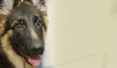 german shepherd near cage looking at camera smile with copy spaceの写真素材