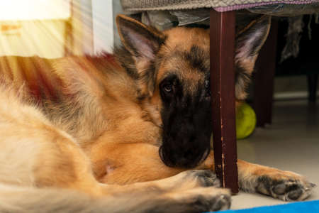 german shepherd dog with purebred under chairの写真素材