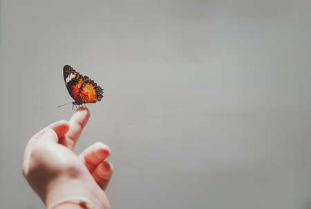 kid hold butterfly by hand for see with smile and interestの写真素材