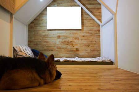 german shepherd ly down on floor with mockup pictureの写真素材