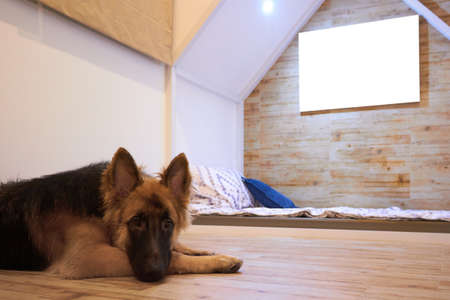 dog lying on floor in roomの写真素材