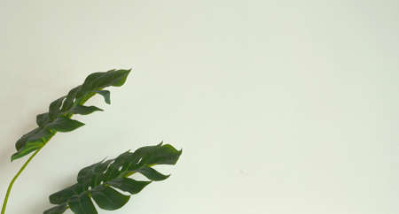 tropical green leaves on whiteの写真素材
