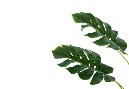 green tropical leaf on white