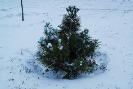 A small pine tree in snowy fieldの写真素材