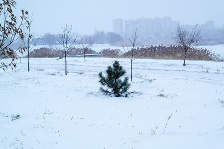 A small pine tree in snowy fieldの写真素材