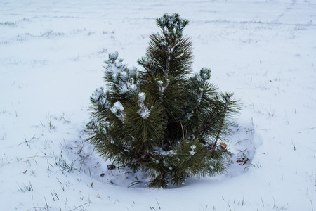 A small pine tree in snowy fieldの写真素材
