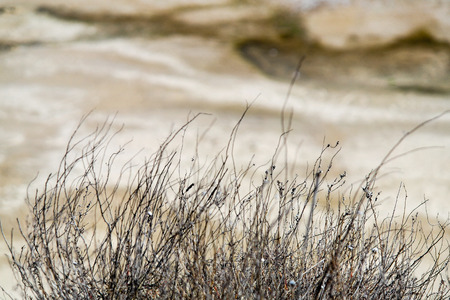brittle shoots are clinging to the sand dunes on the backgroundの写真素材