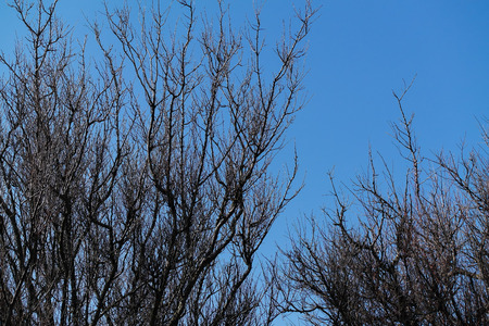 the branches of the trees looking up to the skyの写真素材
