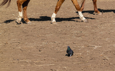 Pigeon feeding of horse feetの写真素材