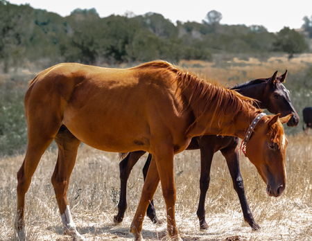 Brown stallion cautiously peeks out from behind the Red Mareの写真素材