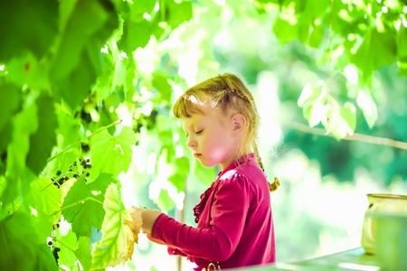The girl in the purple dress at the garden gathers grapesの写真素材