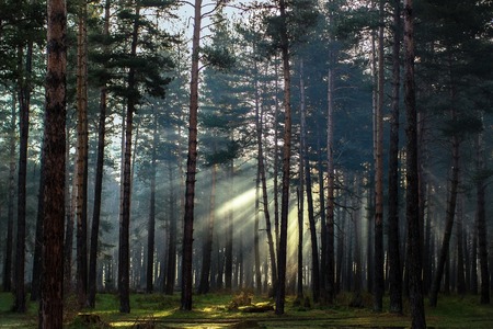 The rays of the sun are broken among branches in a pine forest in the Arkhyz