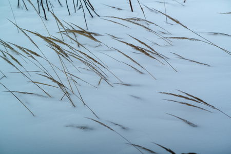 dried grass on snow backgroundの写真素材
