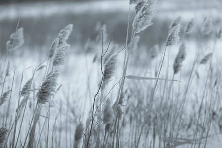 dried grass on snow backgroundの写真素材