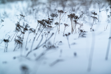dried grass on snow backgroundの写真素材