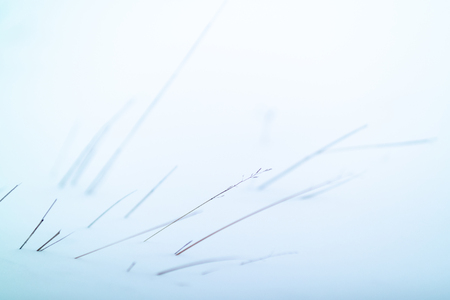 dried grass on snow backgroundの写真素材