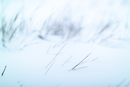 dried grass on snow backgroundの写真素材
