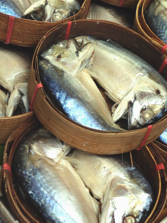 Mackerel fish  の素材