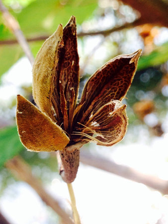 Dried flower の素材