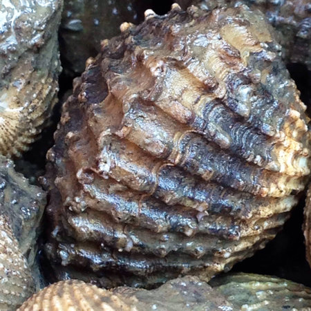 Live cockle