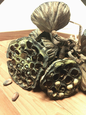 Dried lotus flowerの素材