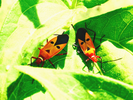 Insects on leaf