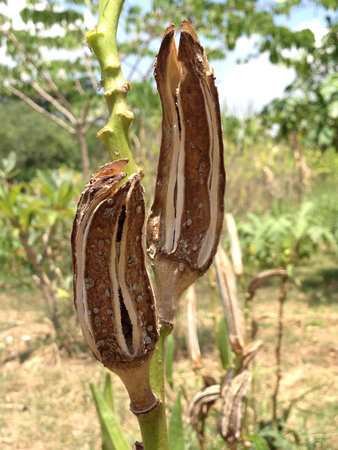 Lady's finger flowerの素材