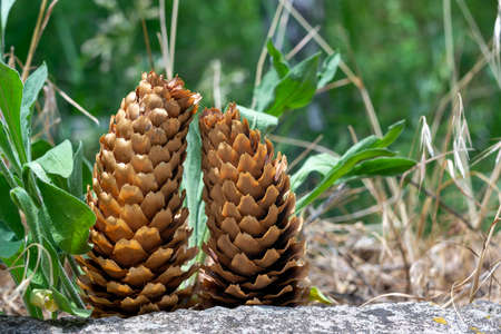 A pair of fir cones. Couple in loveの写真素材