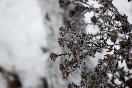 Bush in winter.