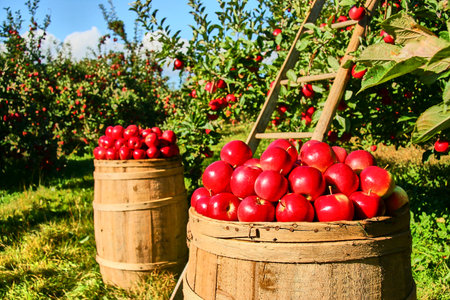 Apple orchard.の写真素材