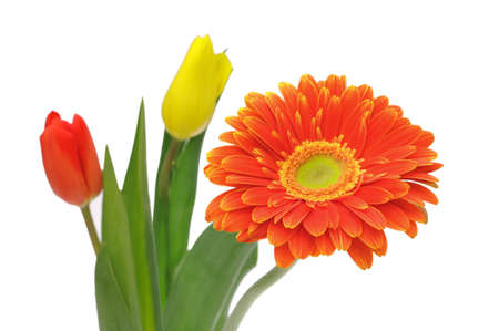 Nice bouquet gerber and tulip isolated background whiteの写真素材