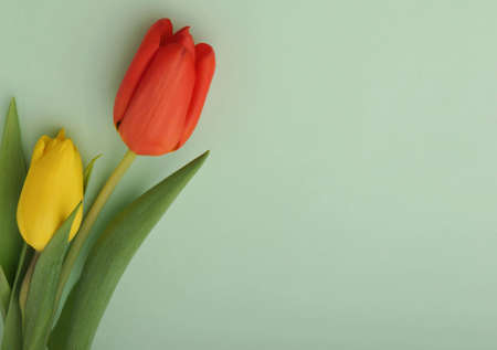Red and yellow tulips on pastel green backgroundの写真素材