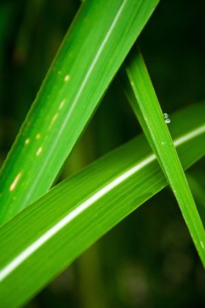 green grass suggestive of letter Aの写真素材