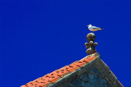 seagull standing on rooftop の写真素材