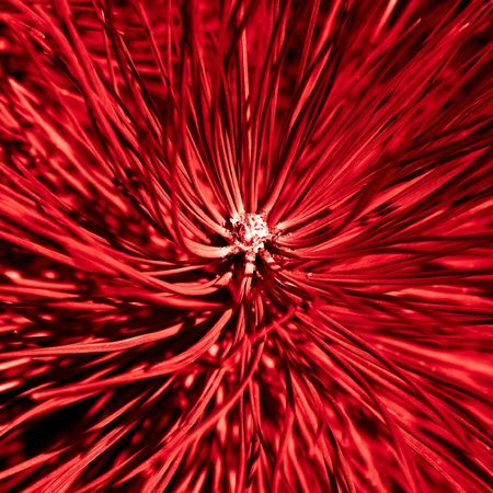 Abstract background with pine