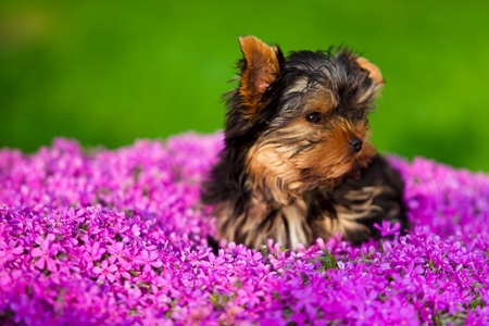 Little dog - Yorkshire Terrierの写真素材