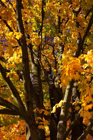 Autumn and glowing colorful leavesの写真素材
