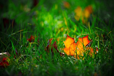 Autumn and glowing colorful leavesの写真素材